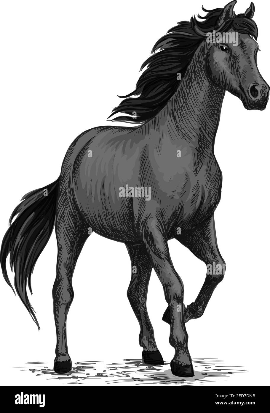 Wild black mustang stallion standing and stomping with hoof. For equestrian  sport and hose riding, equine design. Black horse sketch Stock Vector Image  & Art - Alamy