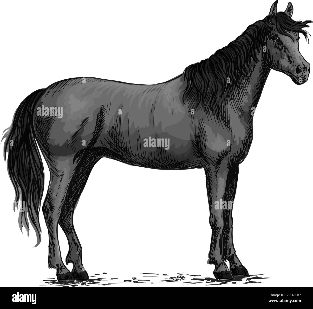 Horse vector sketch. Black wild mustang standing on ground. Farm stallion for equestrian racing sport, horse riding races club, bets or equine exhibit Stock Vector