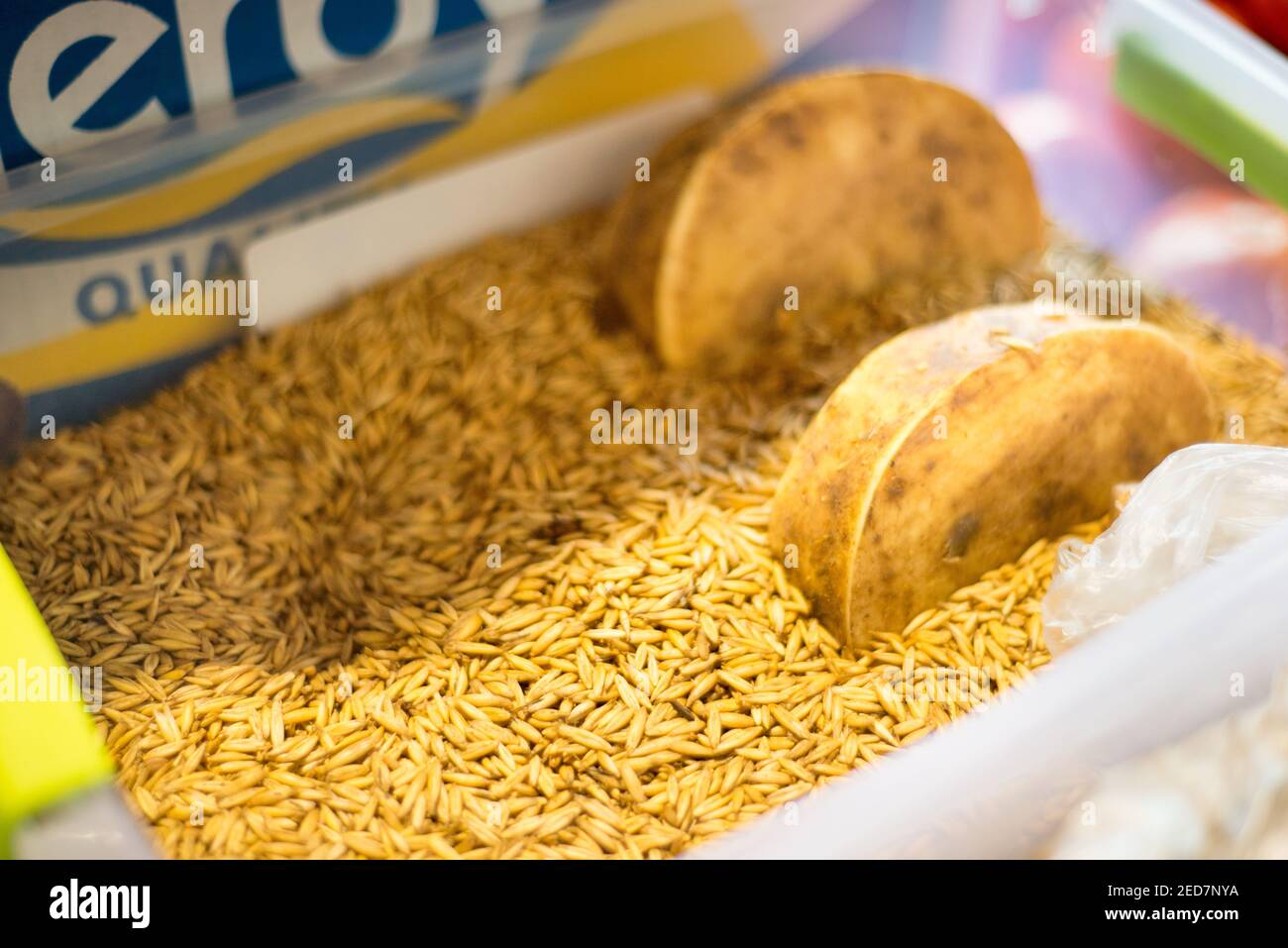 The cheese is matured and stored in dried rice and aged for several months before being displayed at Kotors popular market. Stock Photo