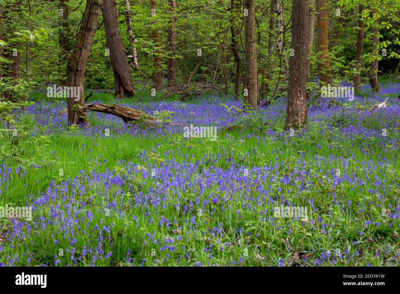 Carpets of common bluebells flowers in an ancient woodland in England, UK. Spring is coming. Stock Photo