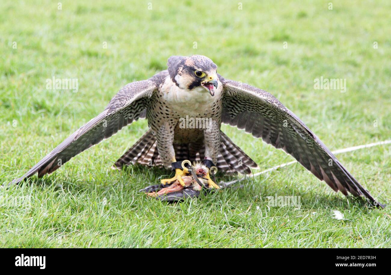 Lanner falcon in the UK Stock Photo