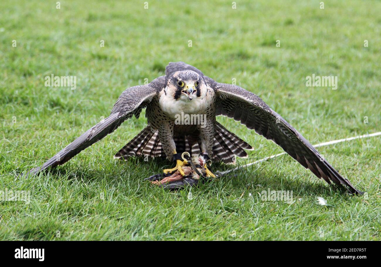 Lanner falcon in the UK Stock Photo