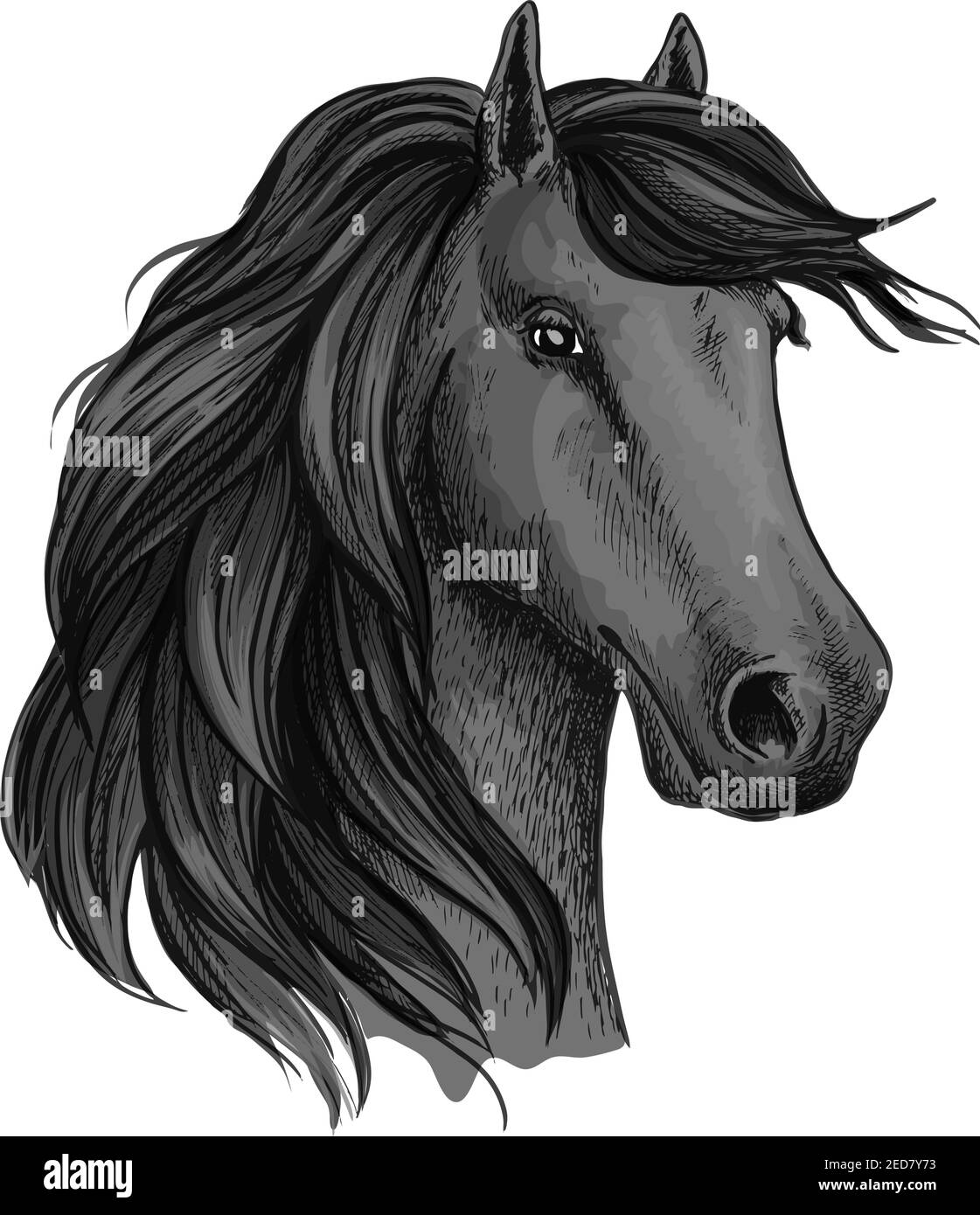 Head sketch of horse mustang or stallion. Dapple gray broodmare or mare, foal or filly with wavy mane, horsey domestic marish. May be used for equestr Stock Vector