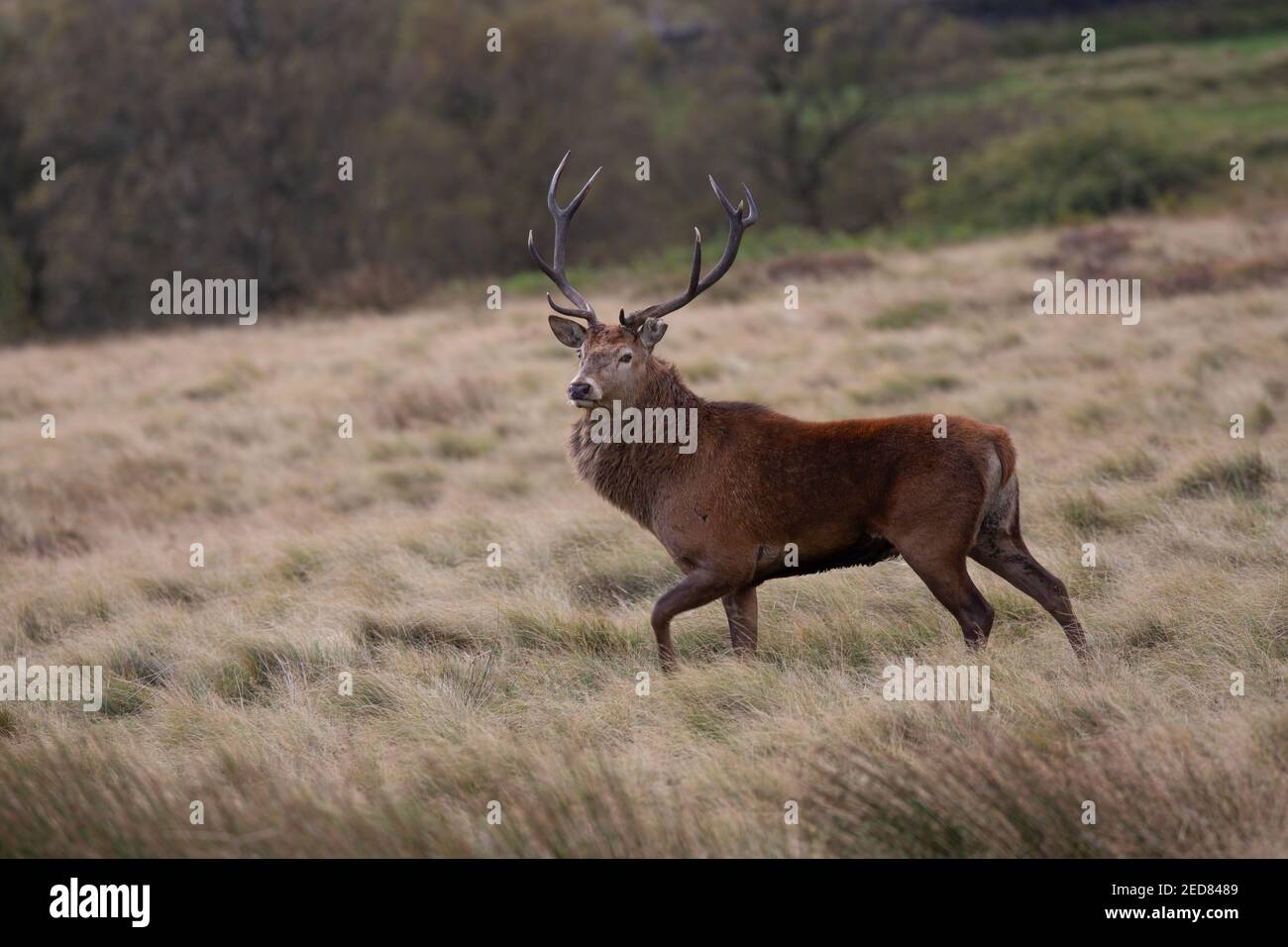 Wild red stag deer standing alone in the British countryside. Taken in the Peak District National Park in England, UK. Stock Photo