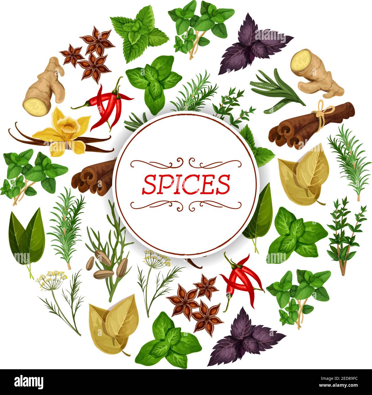Spice food or seasoning, herb banner. Vanilla and cinnamon, flat-leaved rosemary and star anise, red chili pepper and mint, peppermint or spearmint, g Stock Vector