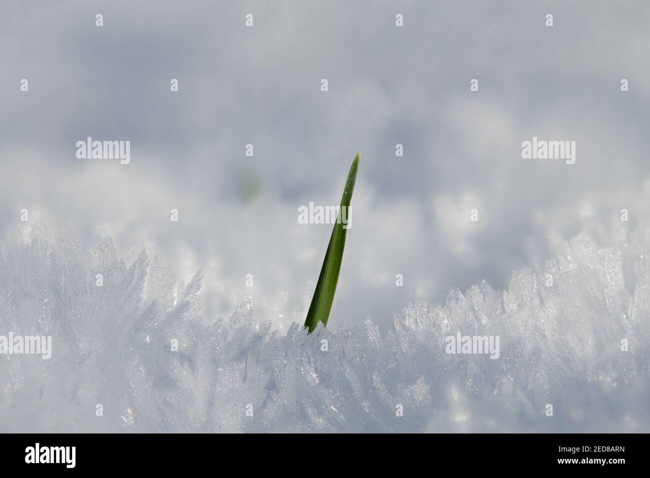 A single blade of green grass surrounded by snow and frost crystals. Stock Photo