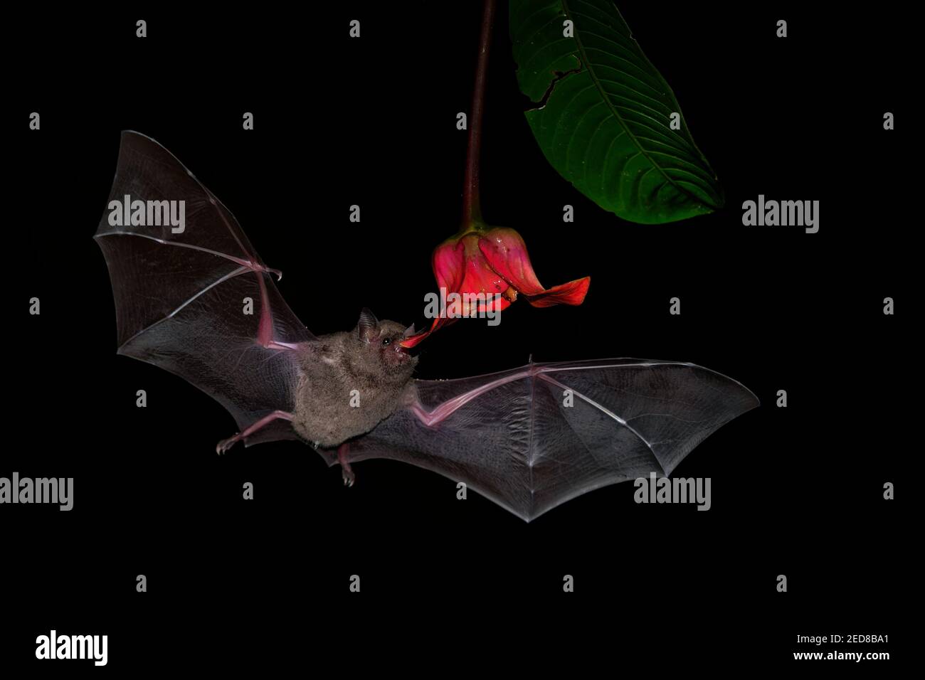 South american vampire bat hi-res stock photography and images - Alamy