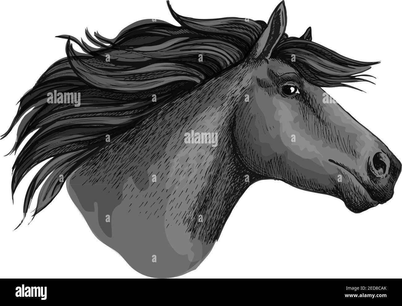 Mare horse or mustang head sketch. Broodmare or equine, horsey animal, dapple gray foal or filly or marish with curvy mane and long ears. Equestrian c Stock Vector