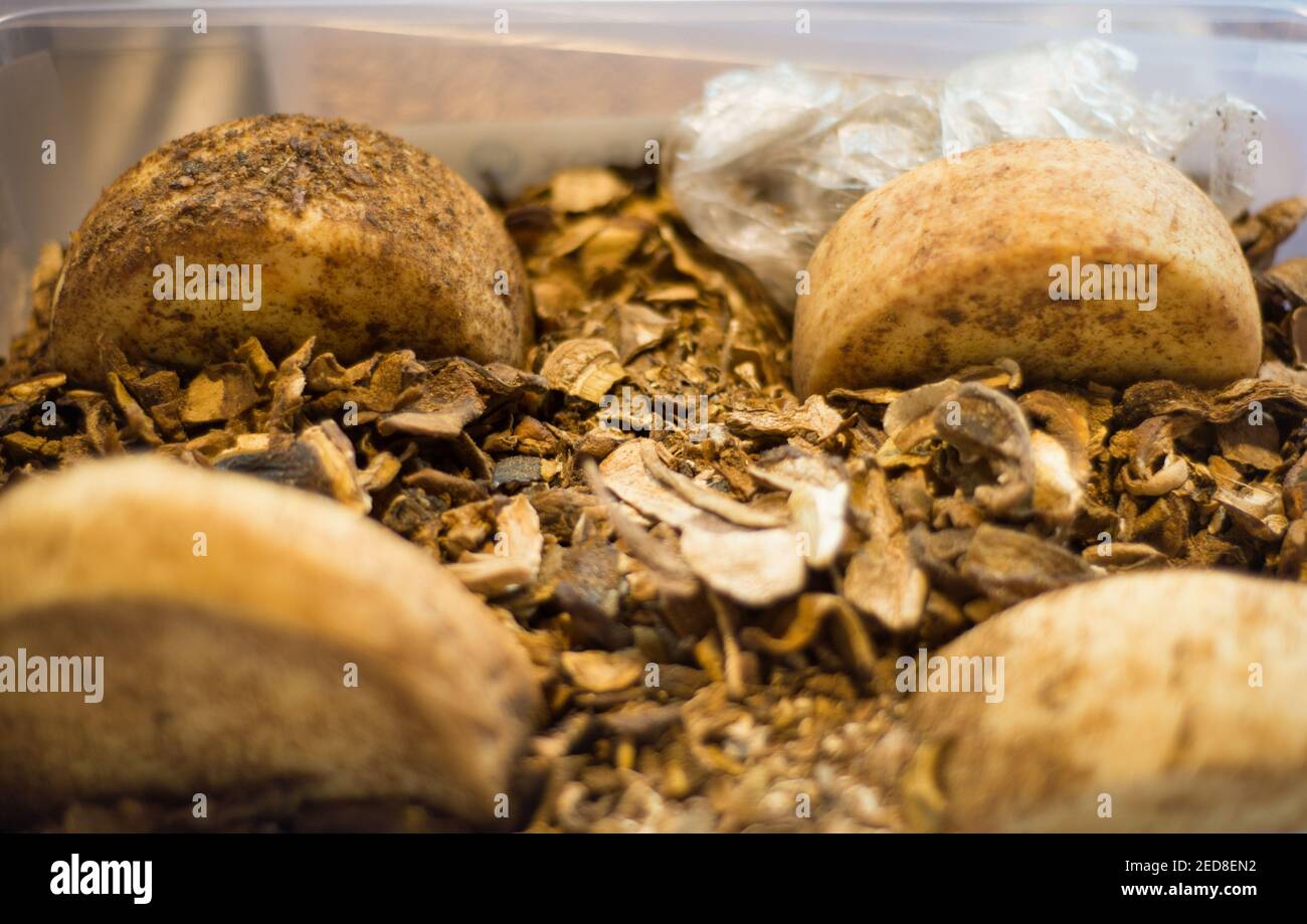 The East European cheese is matured and stored in wild dehydrated mushroom and aged for several months before being displayed at Kotors popular market Stock Photo