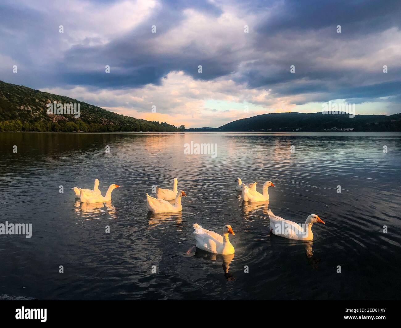 Ducks glowing in the warm sunset at Lake Orestiada, Kastoria, Northern