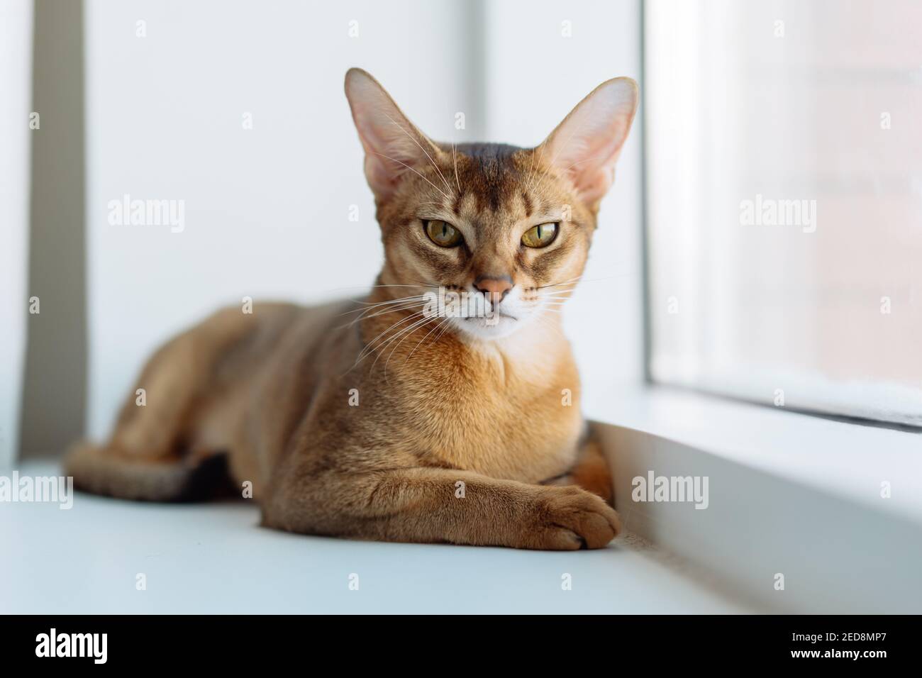 Portrait of an Abyssinian cat at home. Cute kitty resting on the windowsill Stock Photo