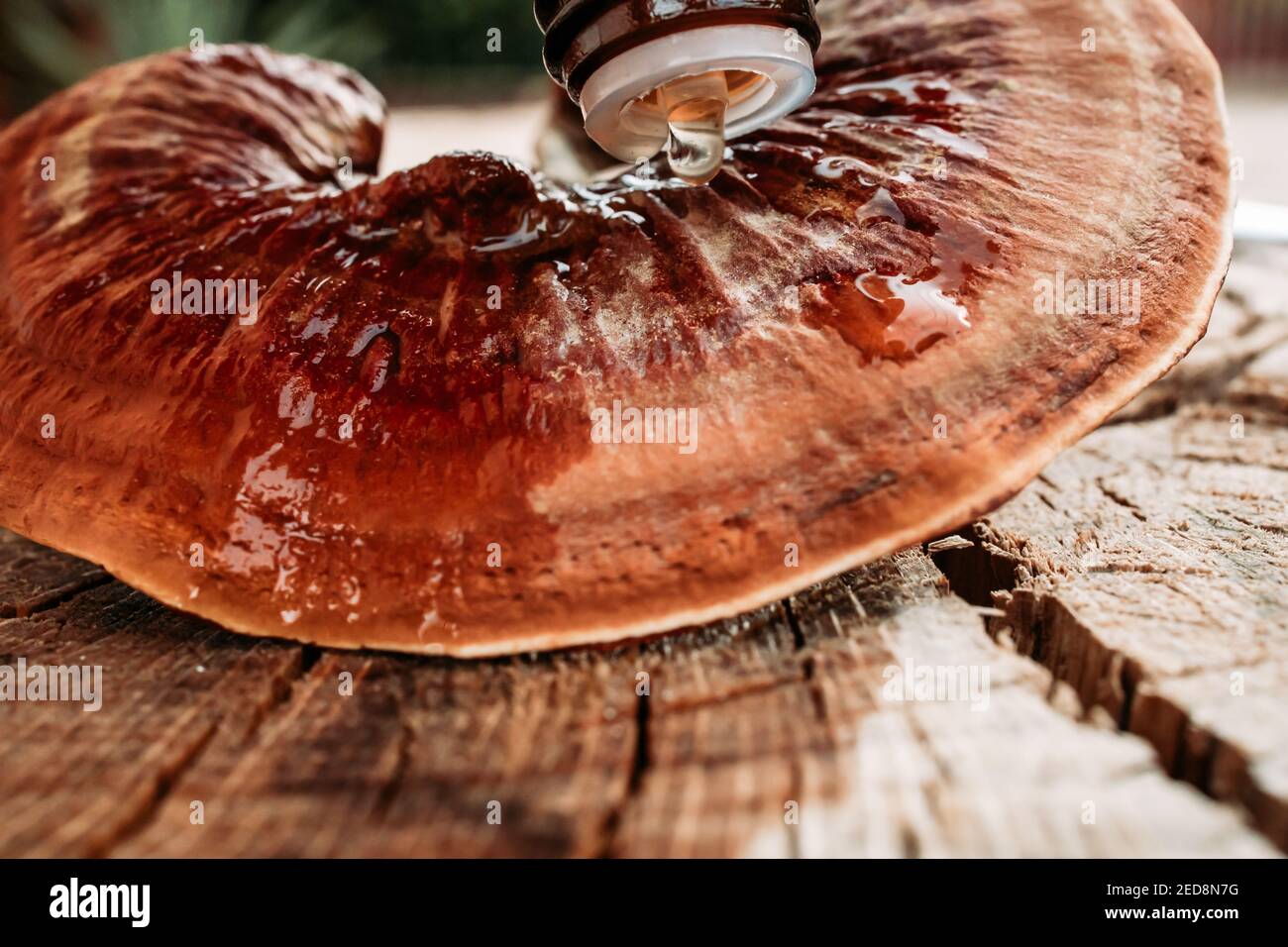 Ganoderma lucidum, reishi mushroom with oil. Heathy mushrooms Stock Photo