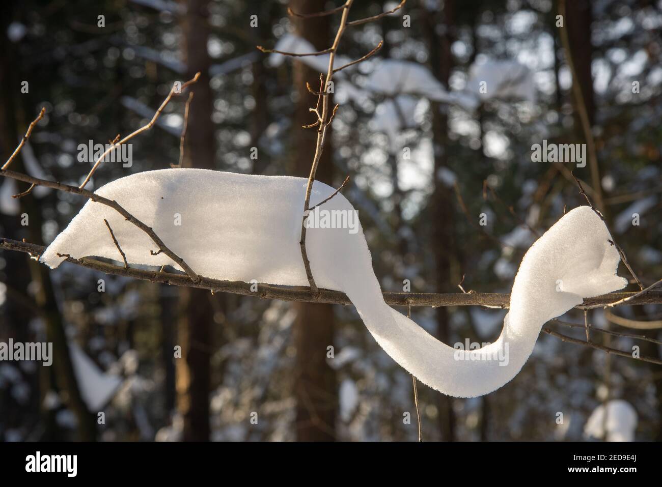 snow covered branches in forest in Holland Stock Photo