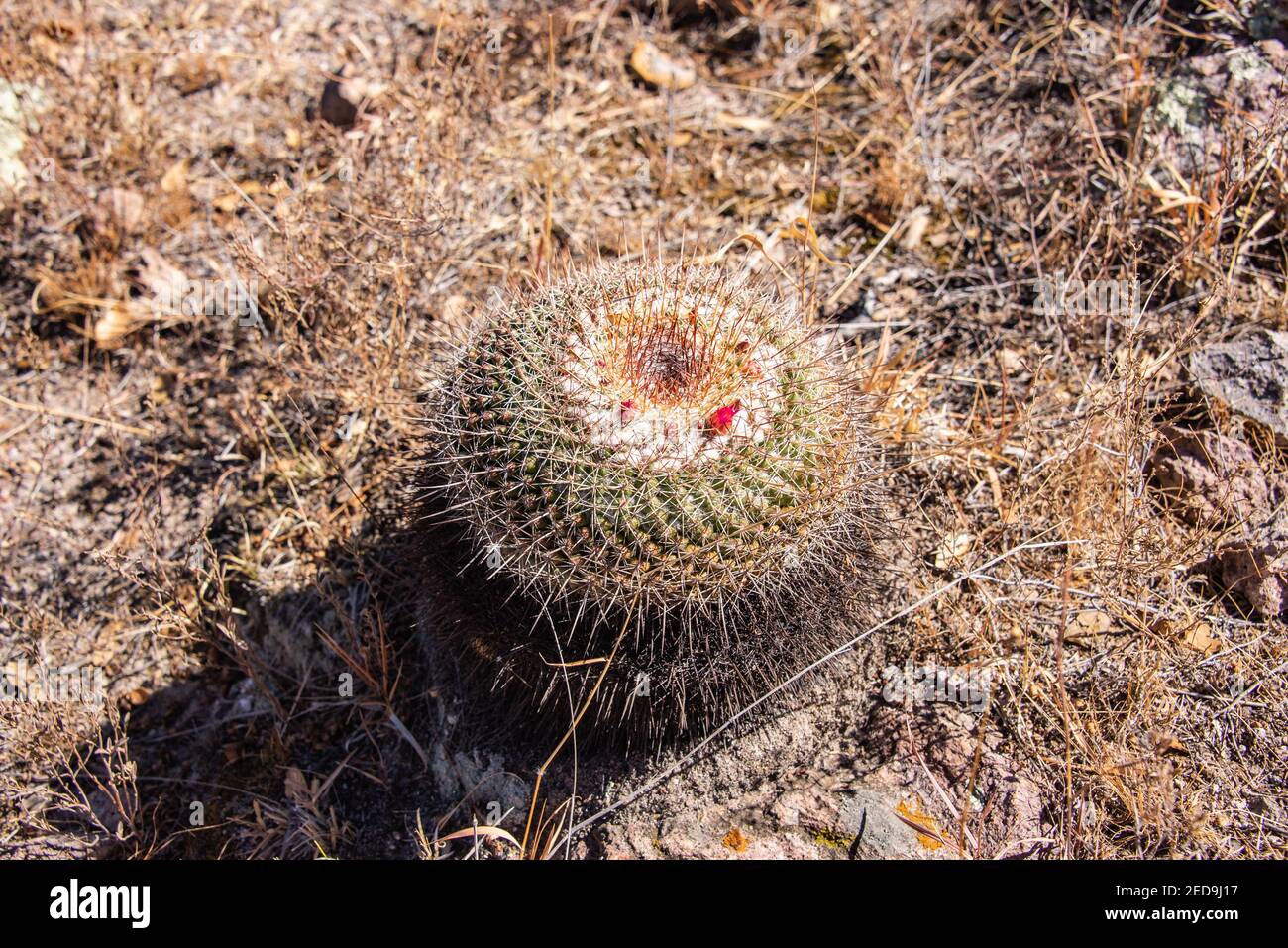 Golden Barrel Cactus Echinocactus Grusonii El Charco Del Ingenio Botanic Garden San Miguel De Allende Guanajuato Mexico Stock Photo Alamy