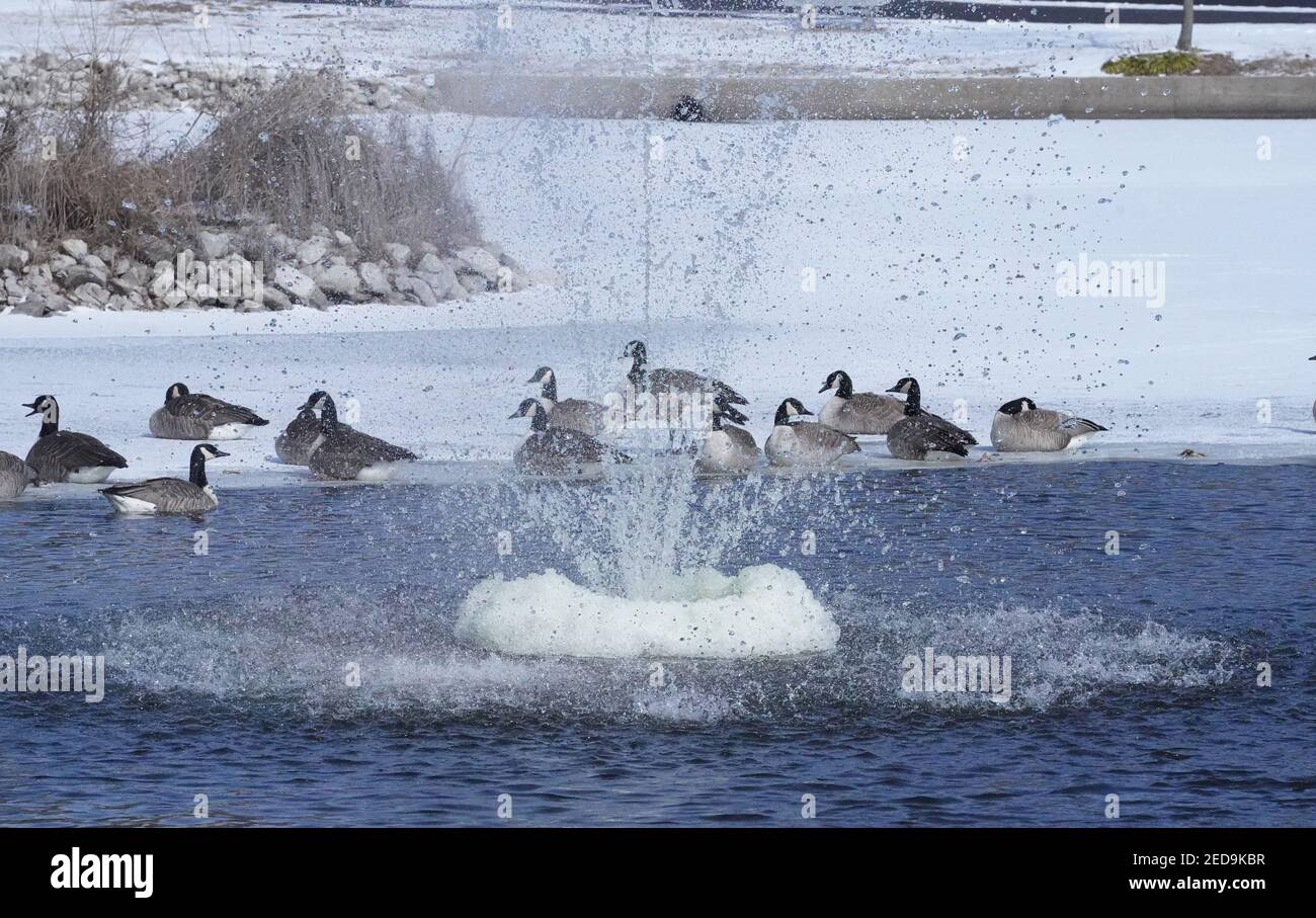 St. Louis, United States. 14th Feb, 2021. Canadian geese rest on the ice in the lake in Calvery Cemetery as the fountain begins to take on ice, in St. Louis on Sunday, February 14, 2021. The high temperature for St. Louis is 7 degrees for the day. Photo by Bill Greenblatt/UPI Credit: UPI/Alamy Live News Stock Photo