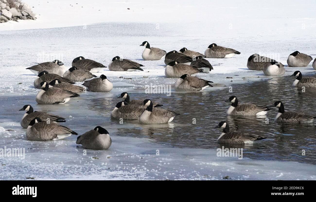 St. Louis, United States. 14th Feb, 2021. Canadian geese rest on the ice in the lake in Calvery Cemetery in St. Louis on Sunday, February 14, 2021. The high temperature for St. Louis is 7 degrees for the day. Photo by Bill Greenblatt/UPI Credit: UPI/Alamy Live News Stock Photo