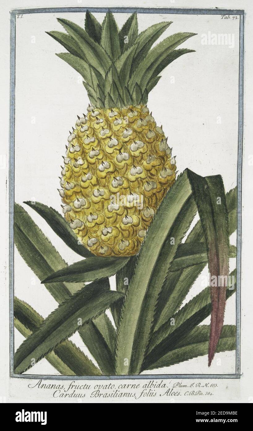 Ananas fructu ovato, carne albida - Carduus Brasilianus, foliis Aloes. (Pineapple) Stock Photo