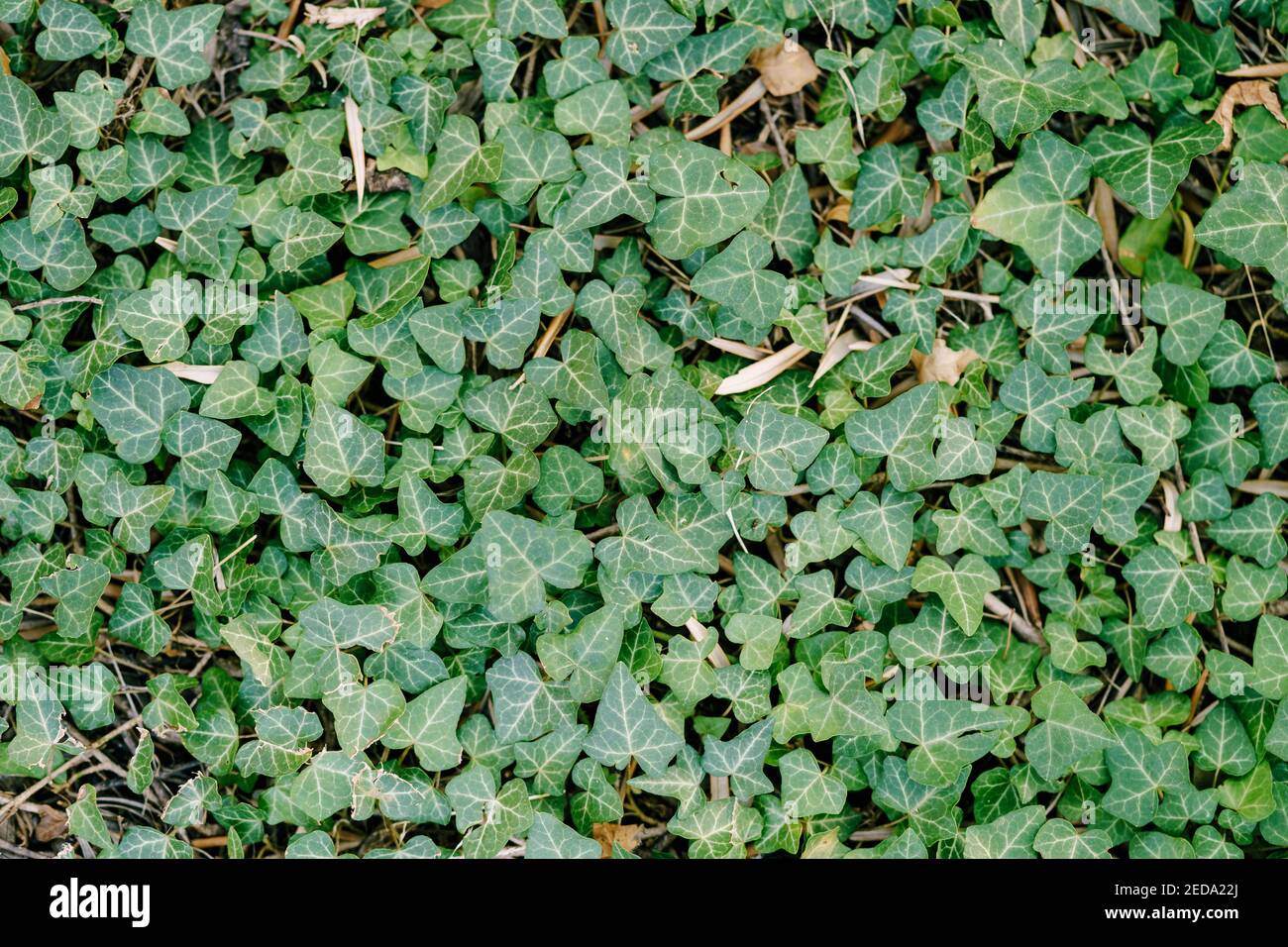 Close-up of a carpet of ivy leaves on the ground with twigs and dry leaves. Stock Photo