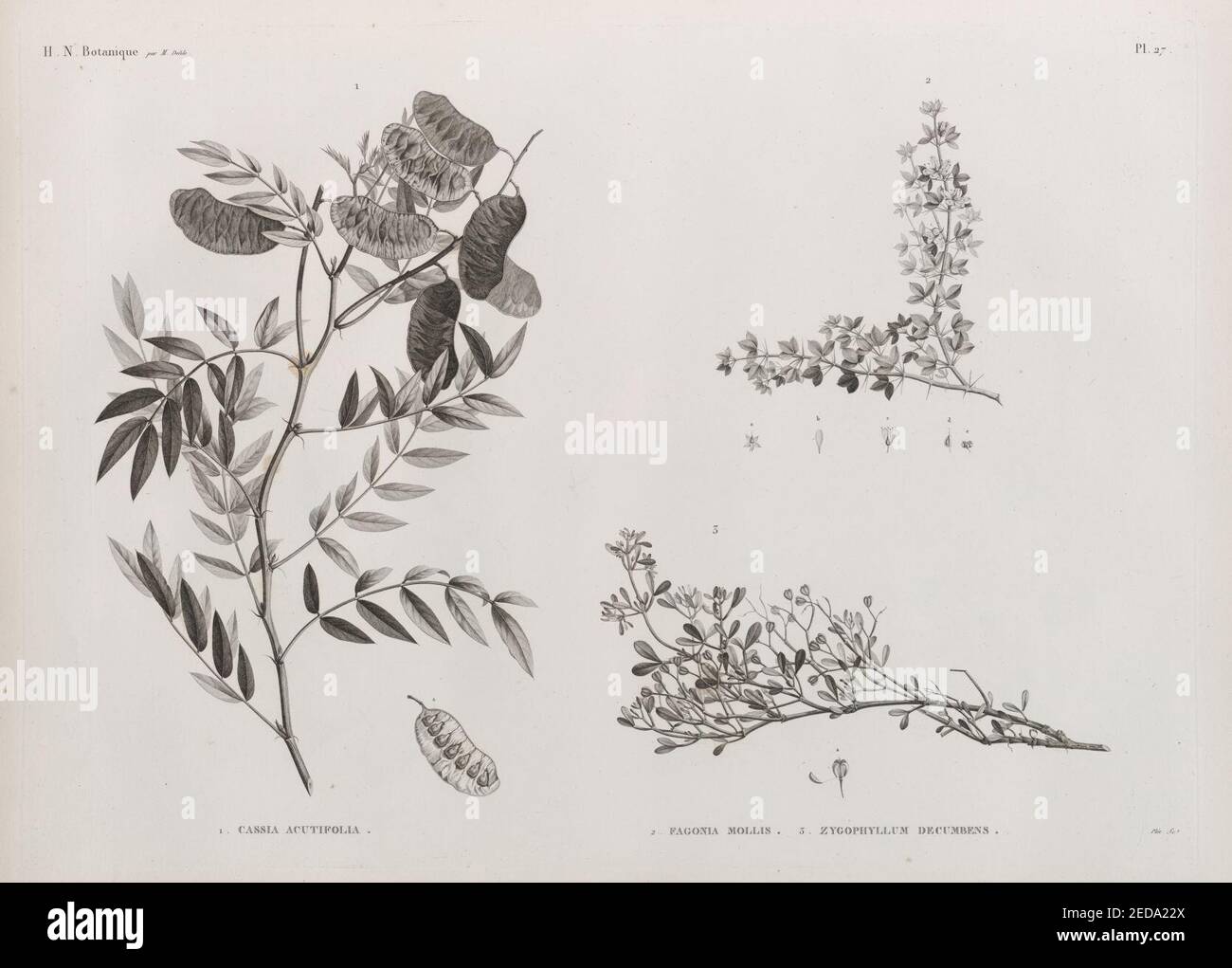 Botanique. 1. Cassia acutifolia; 2. Fagonia mollis; 3. Zygophyllum decumbens Stock Photo