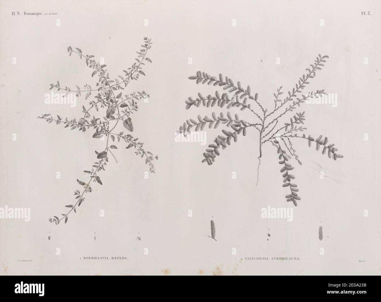 Botanique. 1. Boerhaavia (Boerhavia) repens; 2. Salicornia strobilacea Stock Photo