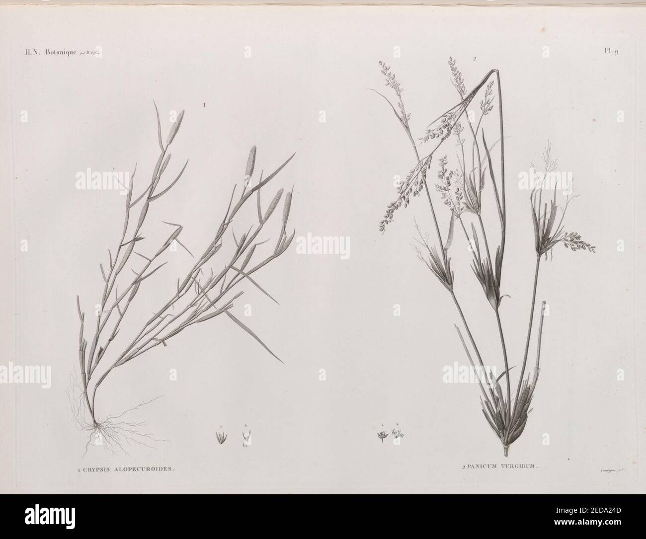 Botanique. 1. Crypsis alopecuroides; 2. Panicum turgidum Stock Photo