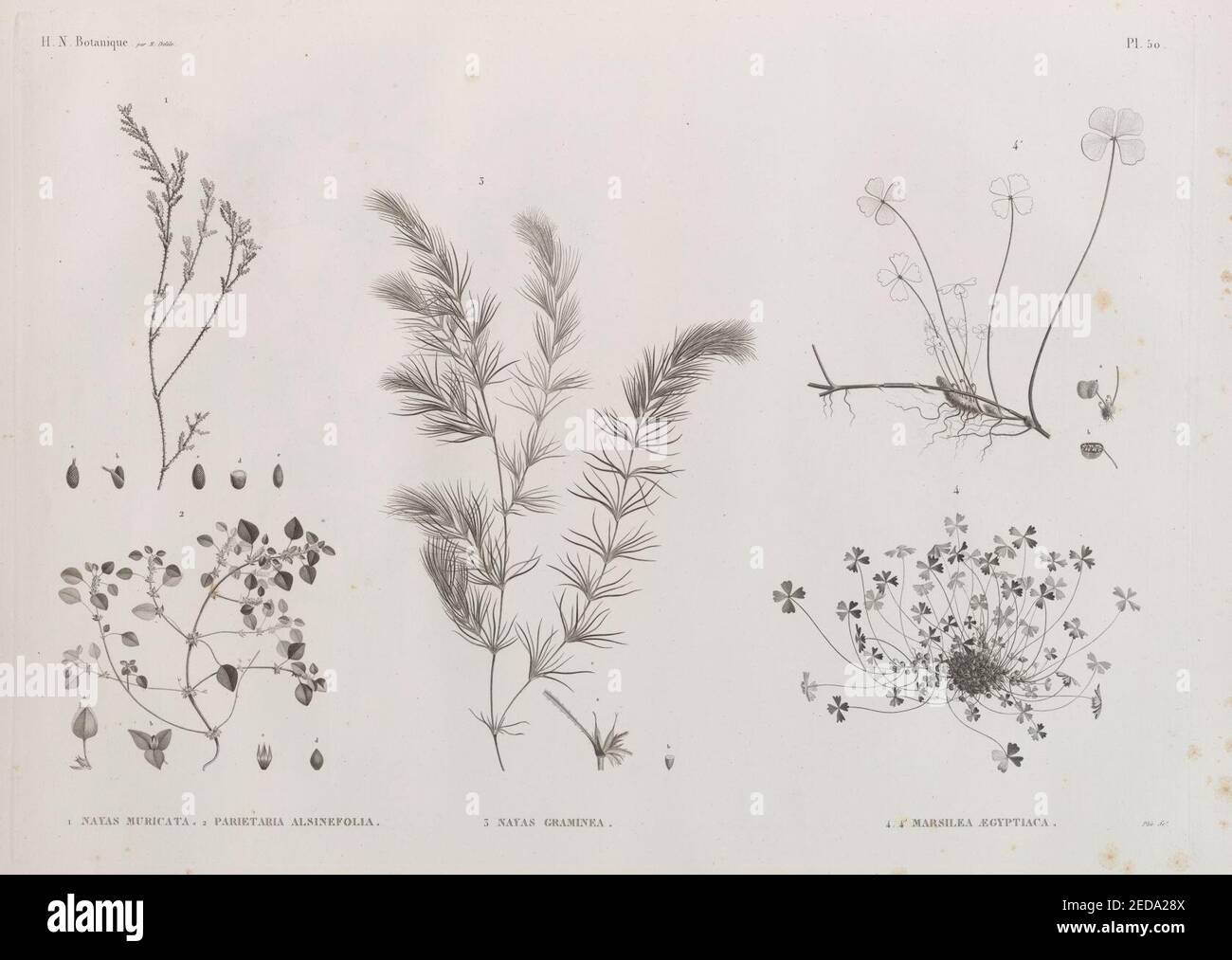 Botanique. 1. Nayas muricata; 2. Parietaria alsinefolia; 3. Nayas graminea; 4.4'. Marsilea ægyptiaca Stock Photo