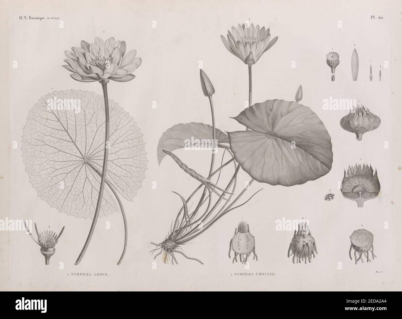 Botanique. 1. Nymphæa lotus; 2. Nymphæa cærulea Stock Photo - Alamy