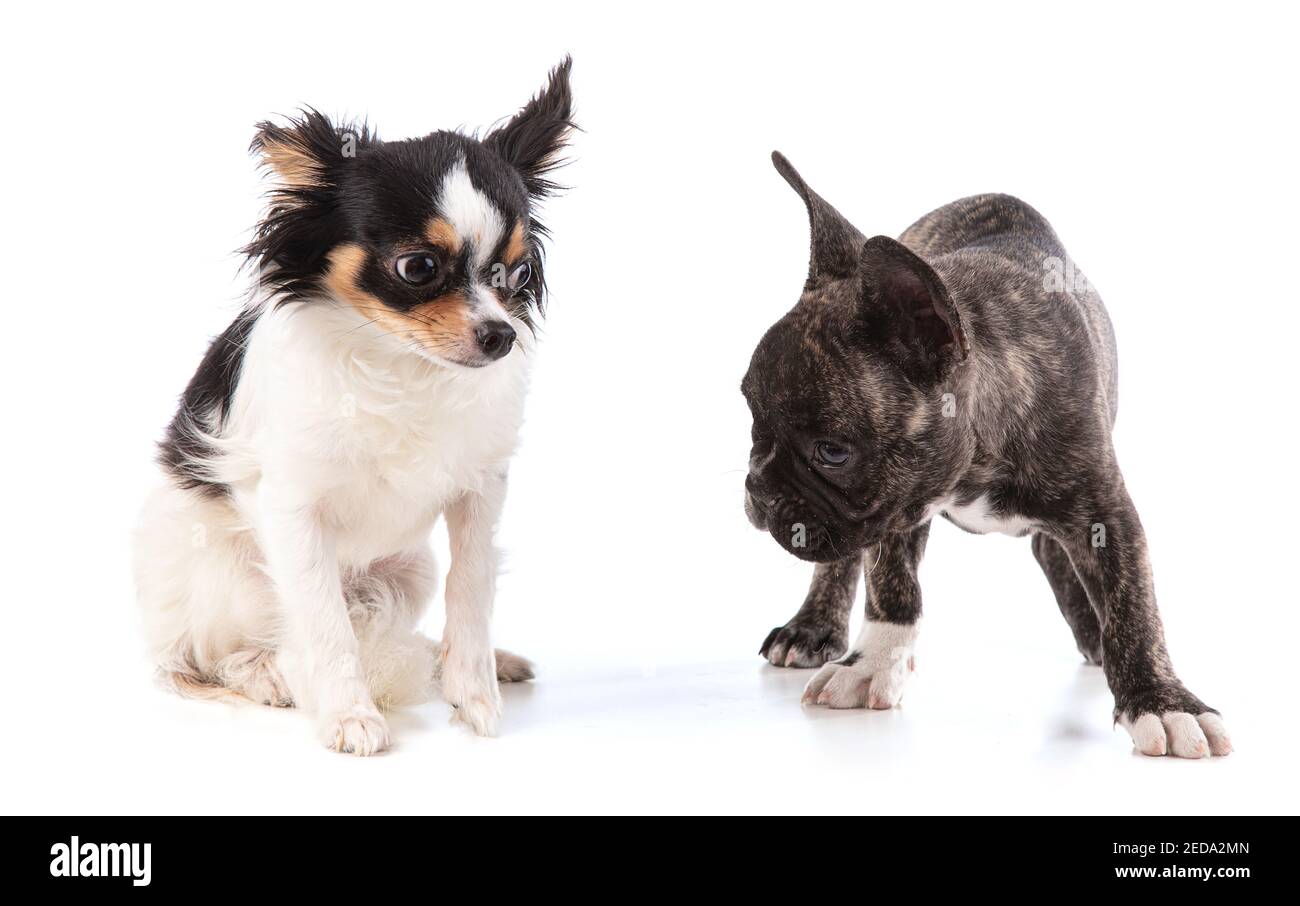 French bulldog sales x chihuahua puppies