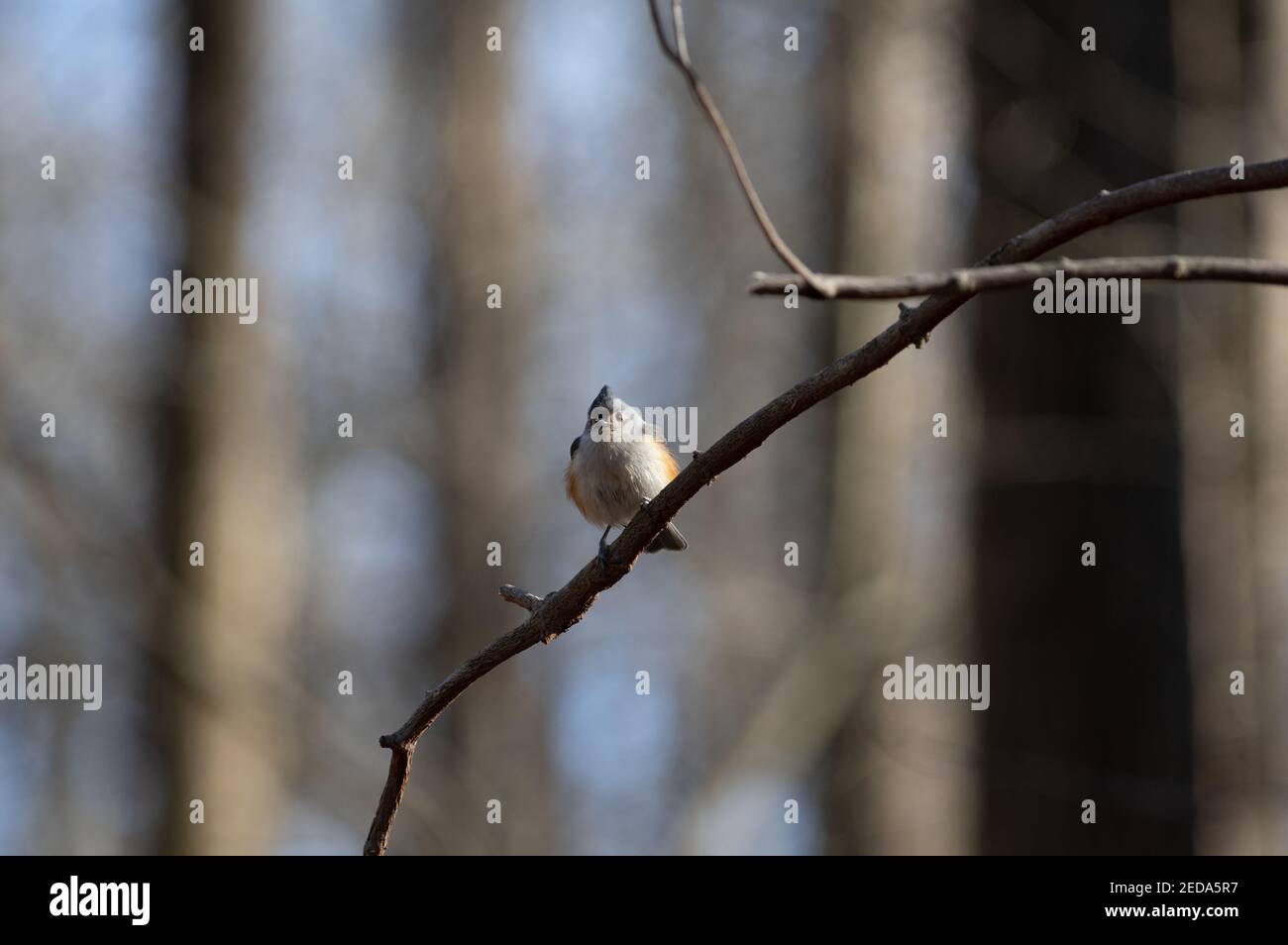 Tufted Titmouse (Baeolophus bicolor), Huntley Meadows Park, VA Stock Photo