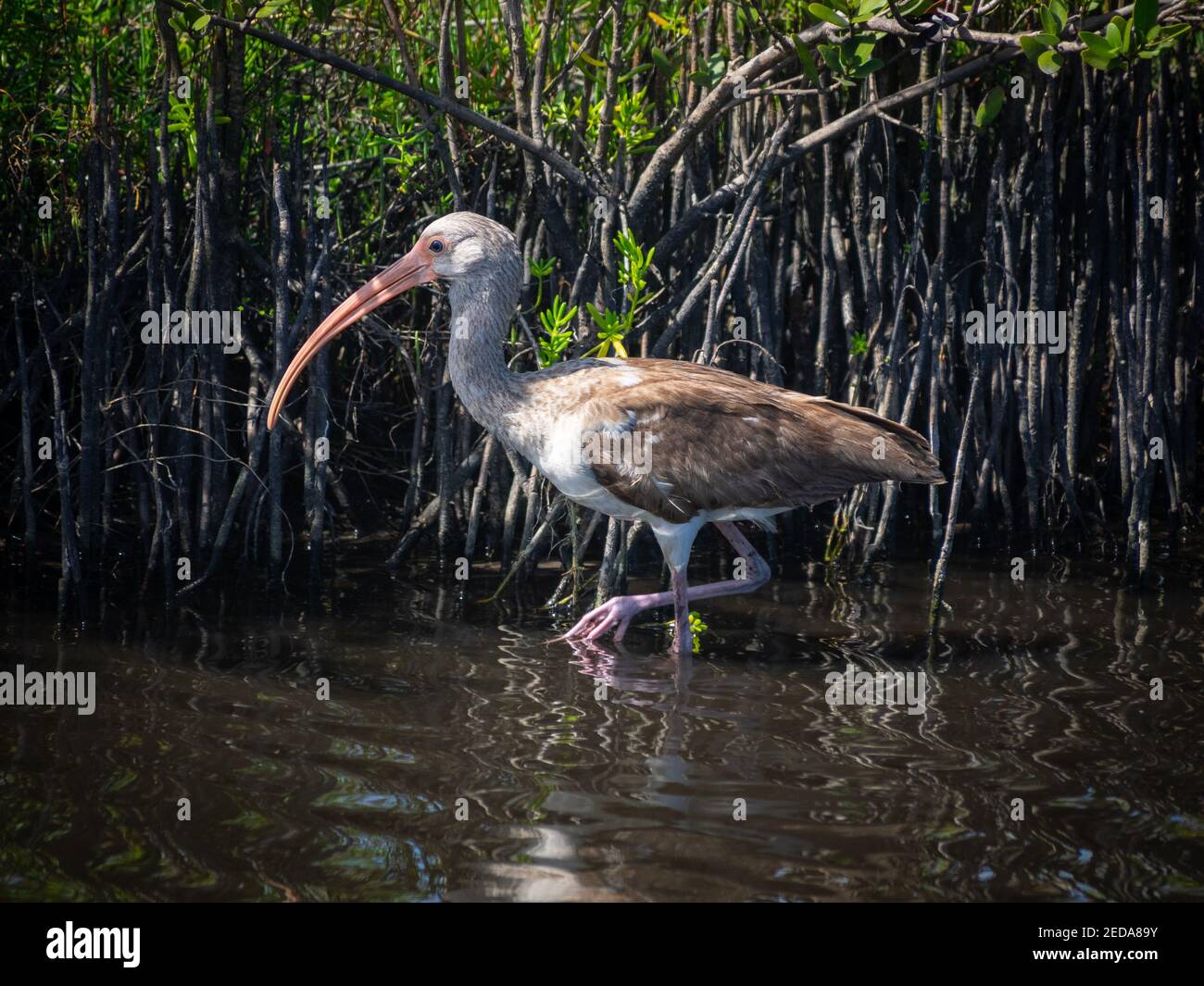 Juvenile White ibis in water Stock Photo