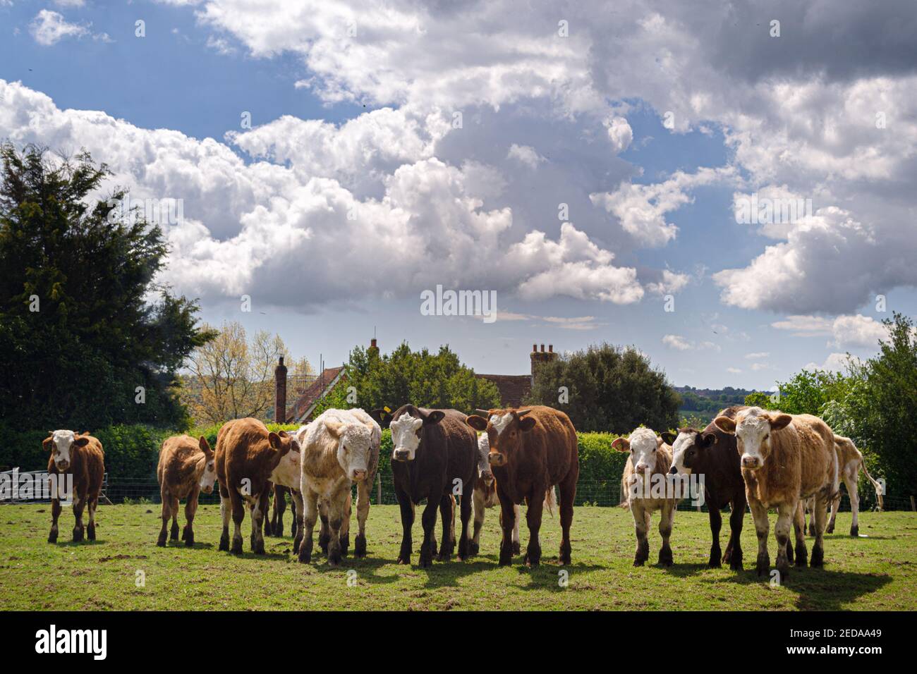 Group of bullocks in a field looking curiously at who is coming Stock ...