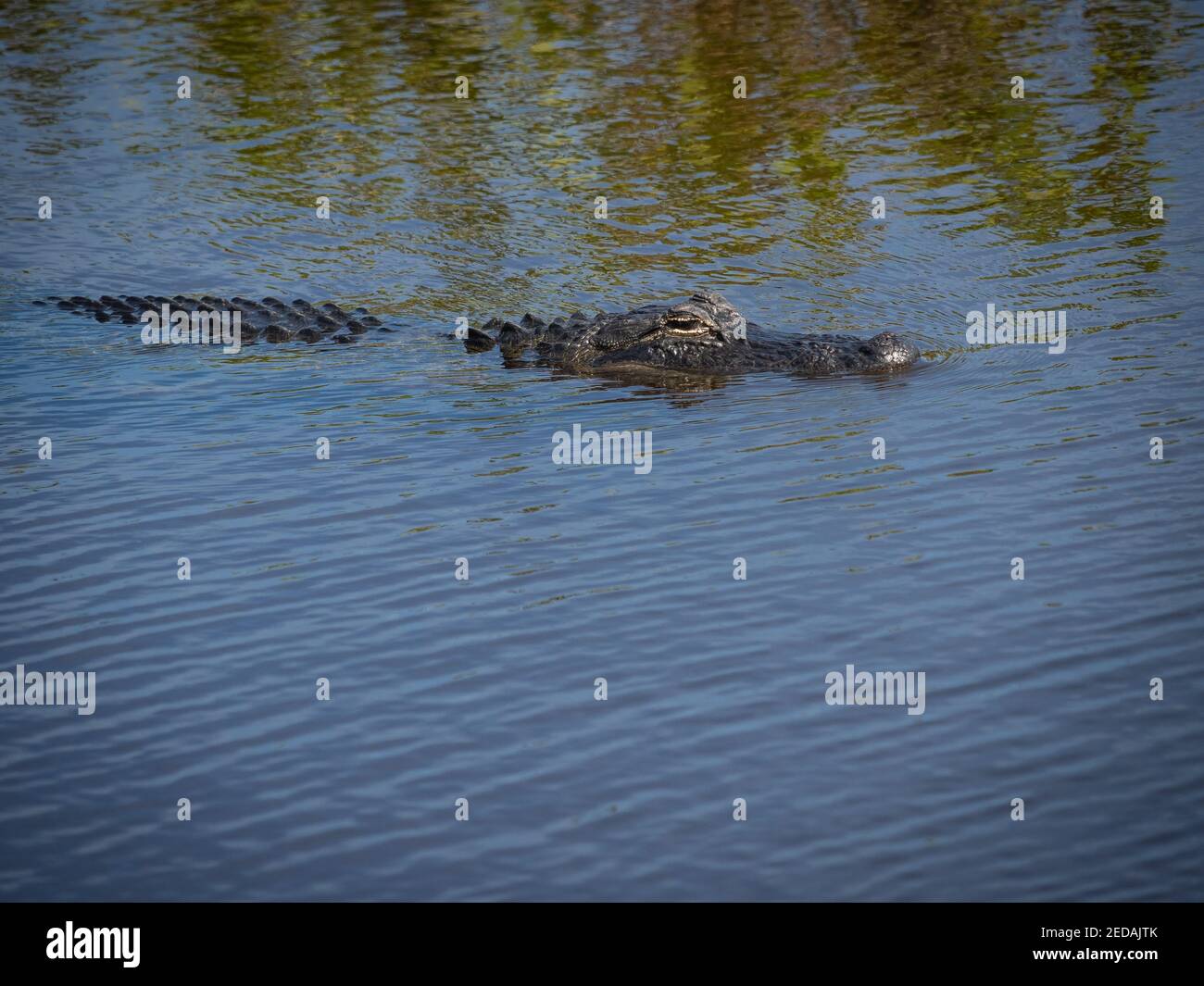 American alligator in water Stock Photo Alamy