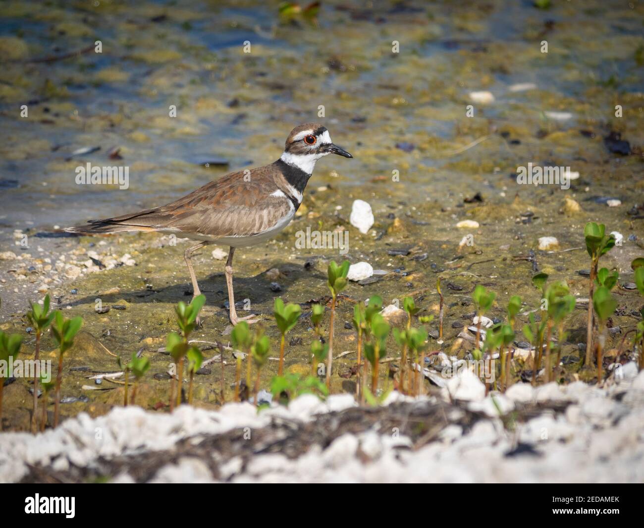 Killdeer bird in water eating Stock Photo Alamy