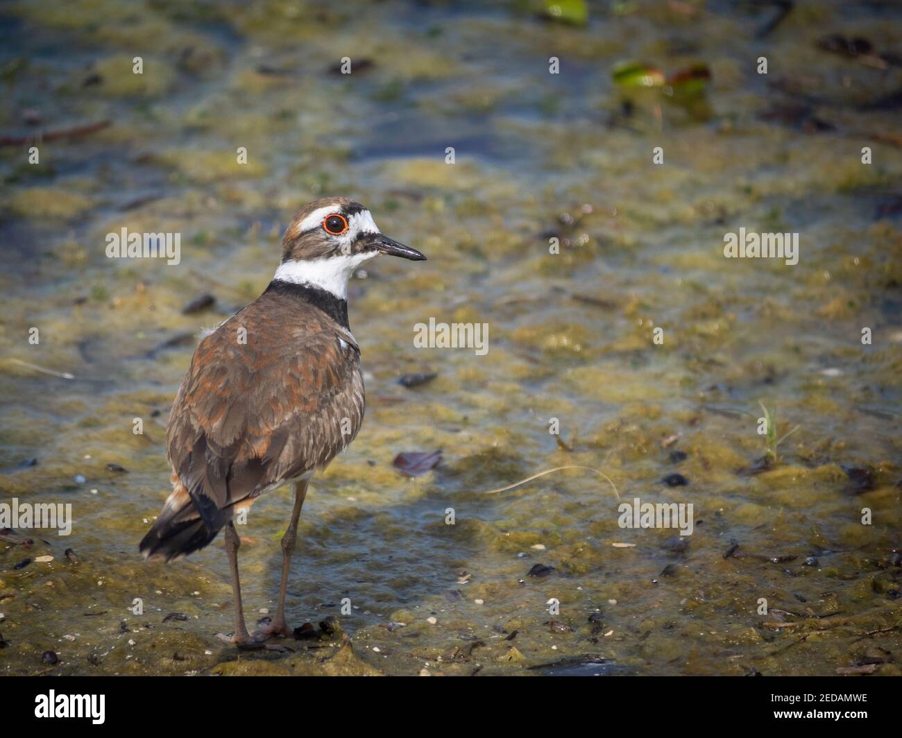 Killdeer bird in water eating Stock Photo