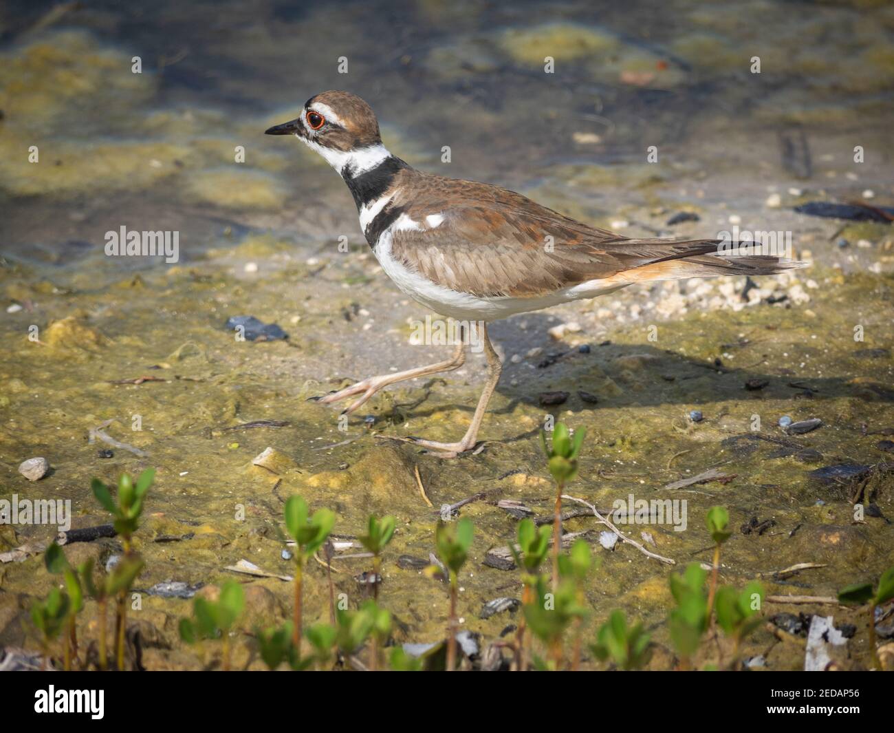 Killdeer bird in water eating Stock Photo