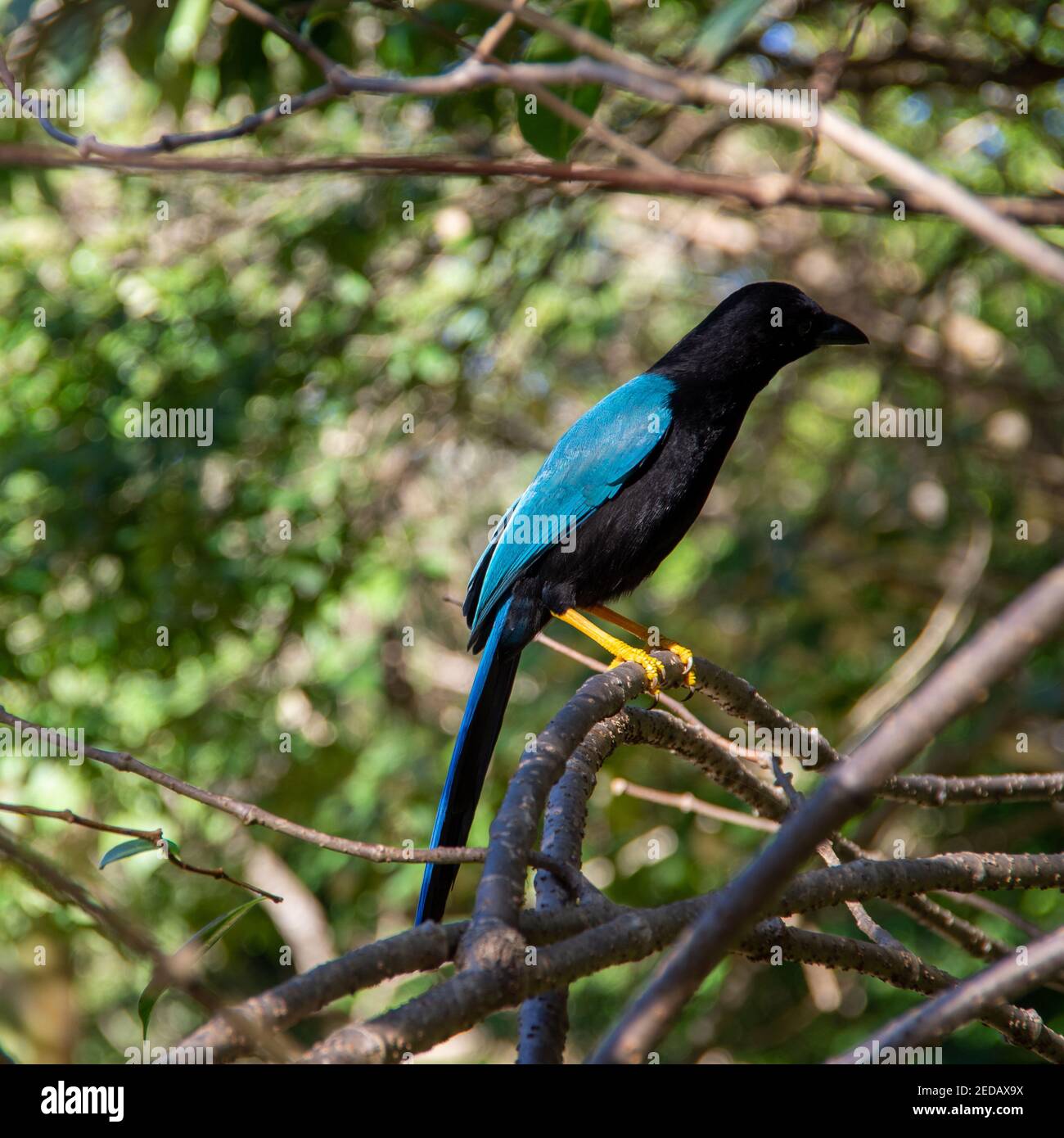 A mature Yucatan jay sitting on a branch in Tulum, Quintana Roo, Mexico Stock Photo