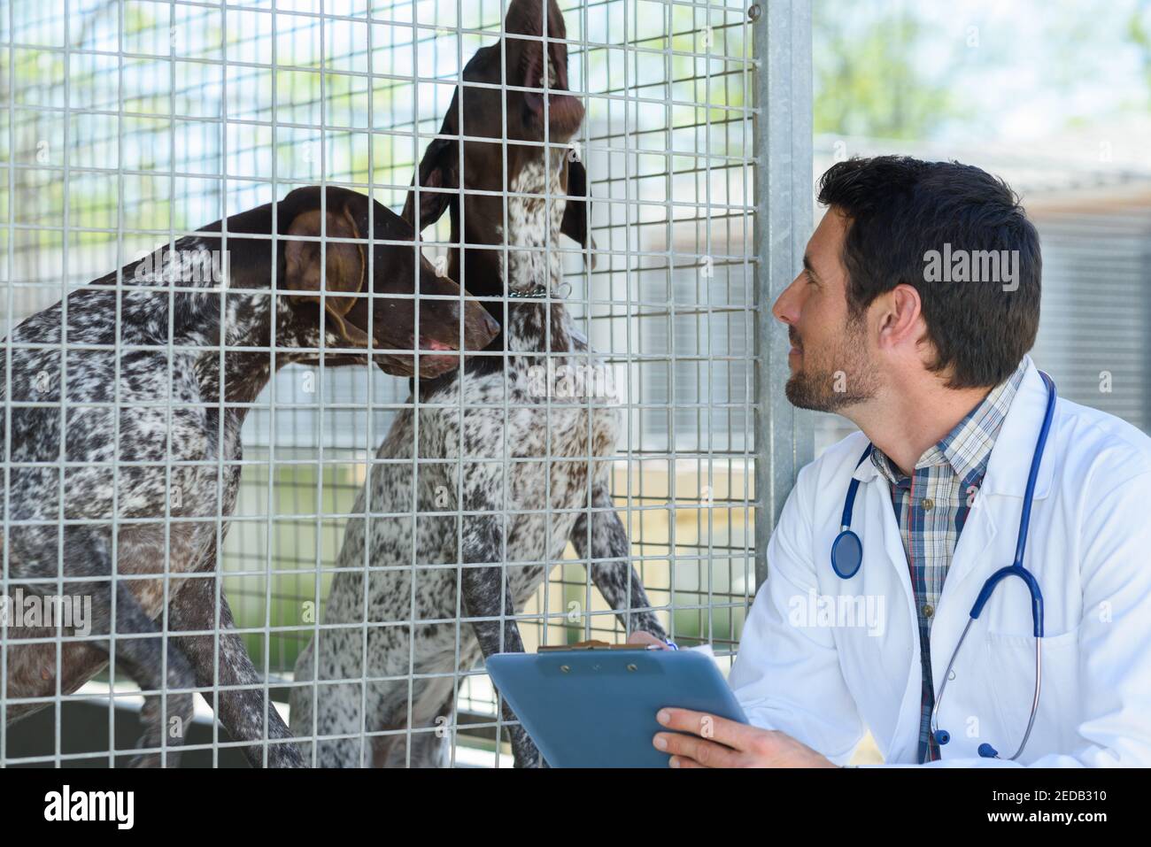 portrait of helpless dogs in a cage Stock Photo Alamy