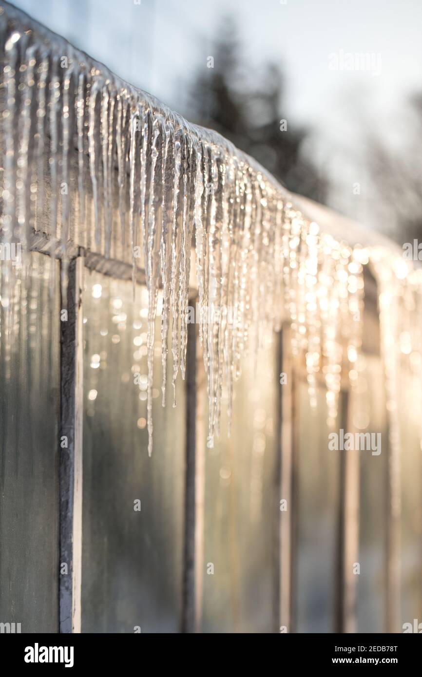 Sharp icicles on the roof of greenhouse in sunny winter day on the sunny side Stock Photo