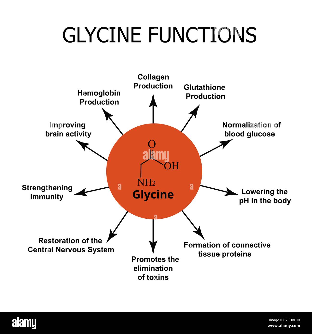 The functions of glycine. Amino acid glycine chemical molecular formula. Vector illustration on isolated background Stock Vector