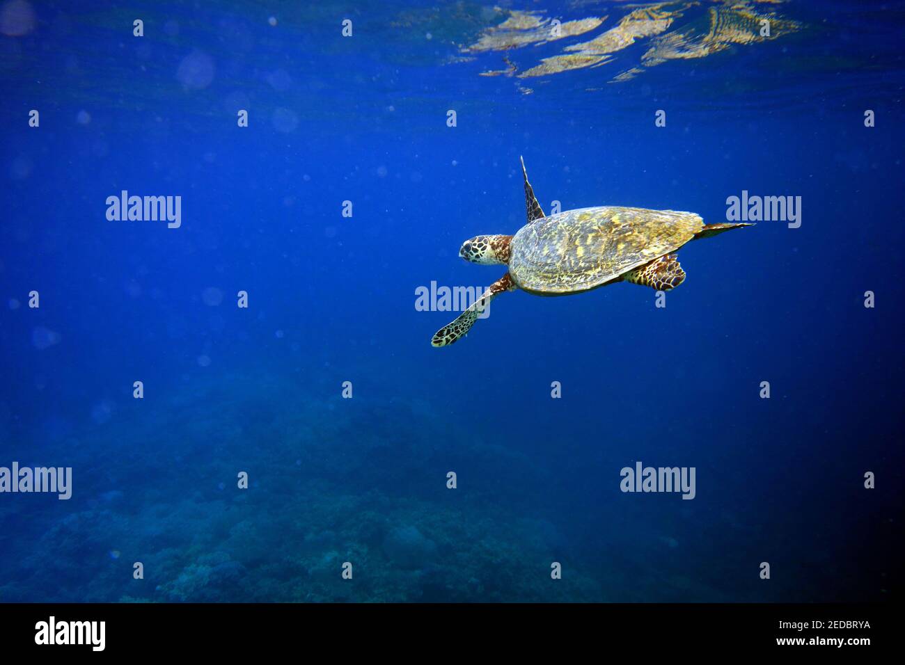 Green sea turtle (Chelonia mydas) underwater, Fitzroy Island, Great Barrier Reef marine Park, near Cairns, Queensland, Australia Stock Photo