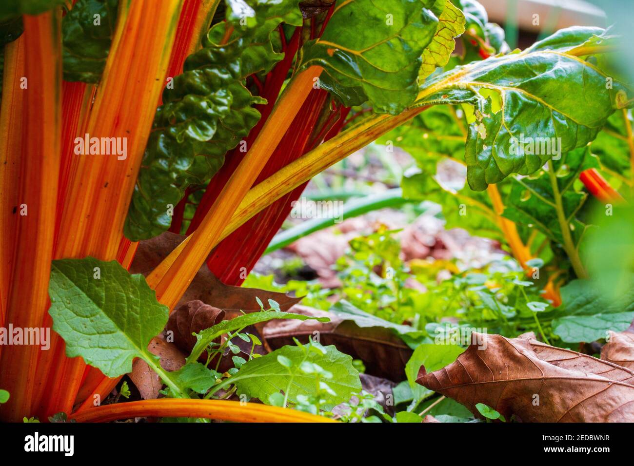 Sustainable farmers hi-res stock photography and images - Alamy