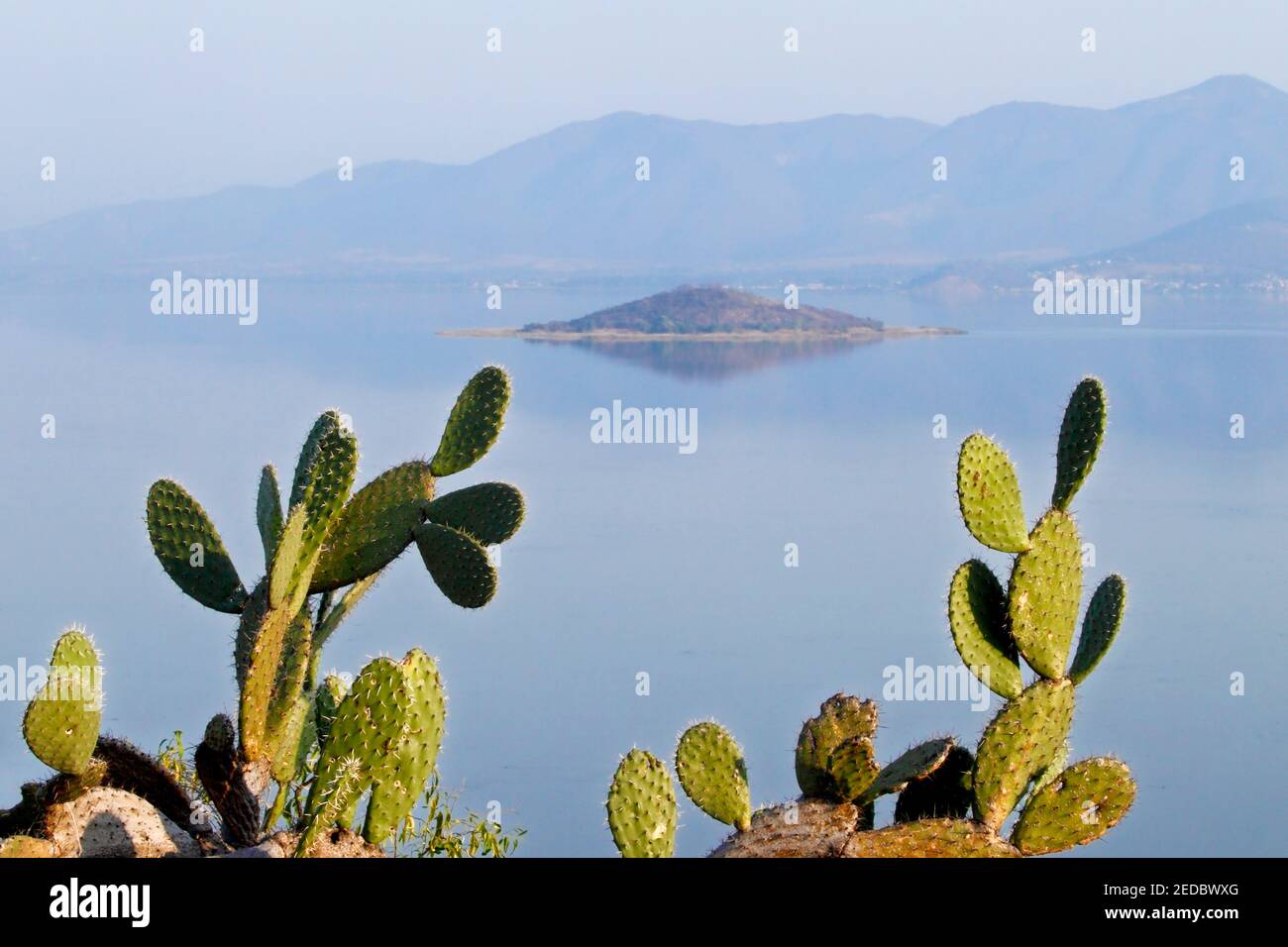 Prickly Pear Cactus (opuntia) Near Lake Cuitzeo, Michoacan, Mexico Stock Photo