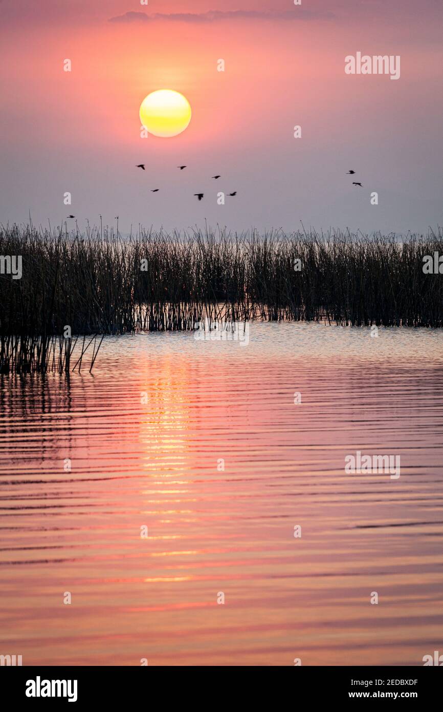 Reeds on Lake Cuitzeo at sunrise, Michoacan, Mexico. Stock Photo