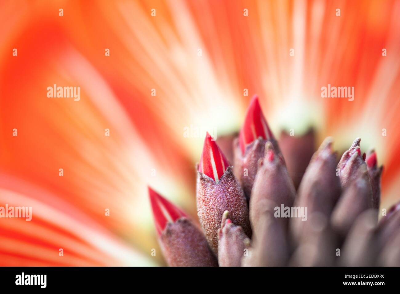 Closeup of an erythrina variegata (india coral tree) flower grwoing wild in Michoacan, Mexico. Stock Photo