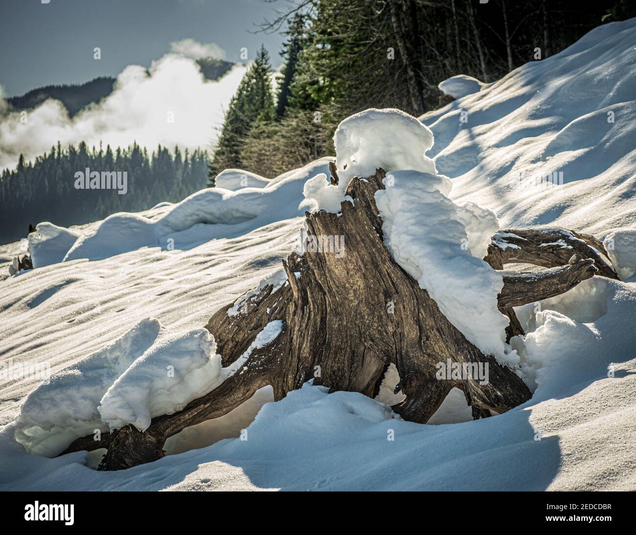 Cle Elum, WA, USA January 23 2021 Stump in the snow at Lake Kachess