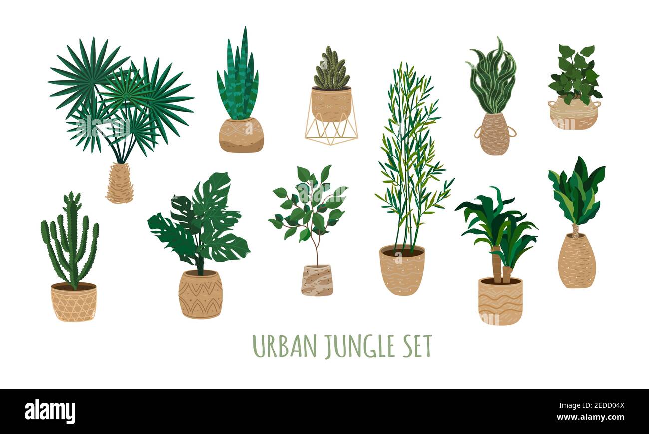 Urban jungle plants set. Houseplants in trendy wicker jute baskets. Indoor big floor plants in handmade wicker baskets. Contemporary and authentic hou Stock Vector