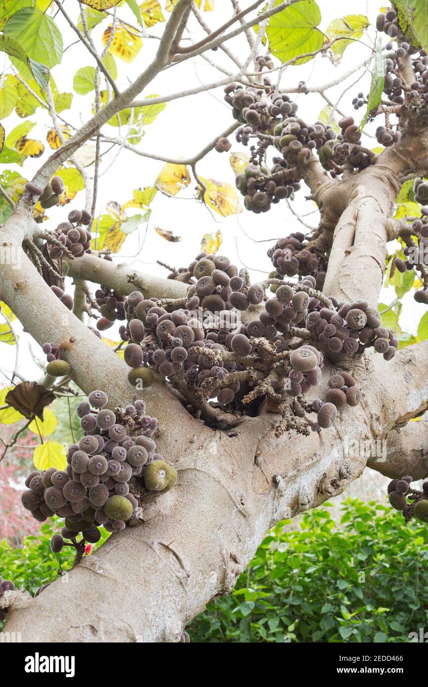 Ficus auriculata - roxburg fig tree Stock Photo - Alamy