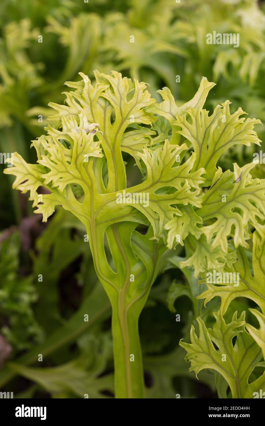 Microsorum punctatum 'Grandiceps' - elkhorn fern. Stock Photo