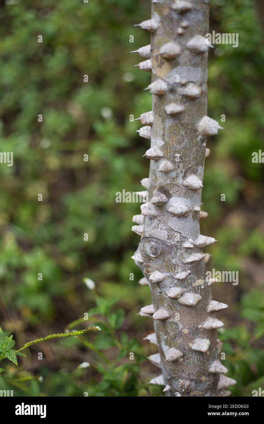 Zanthoxylum clava-herculis - hercules club tree. Stock Photo