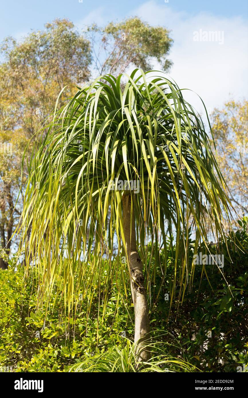 Beaucarnea recurvata - ponytail palm. Stock Photo